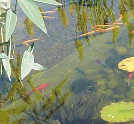 Faune d'une piscine naturelle