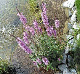 Flore aquatique